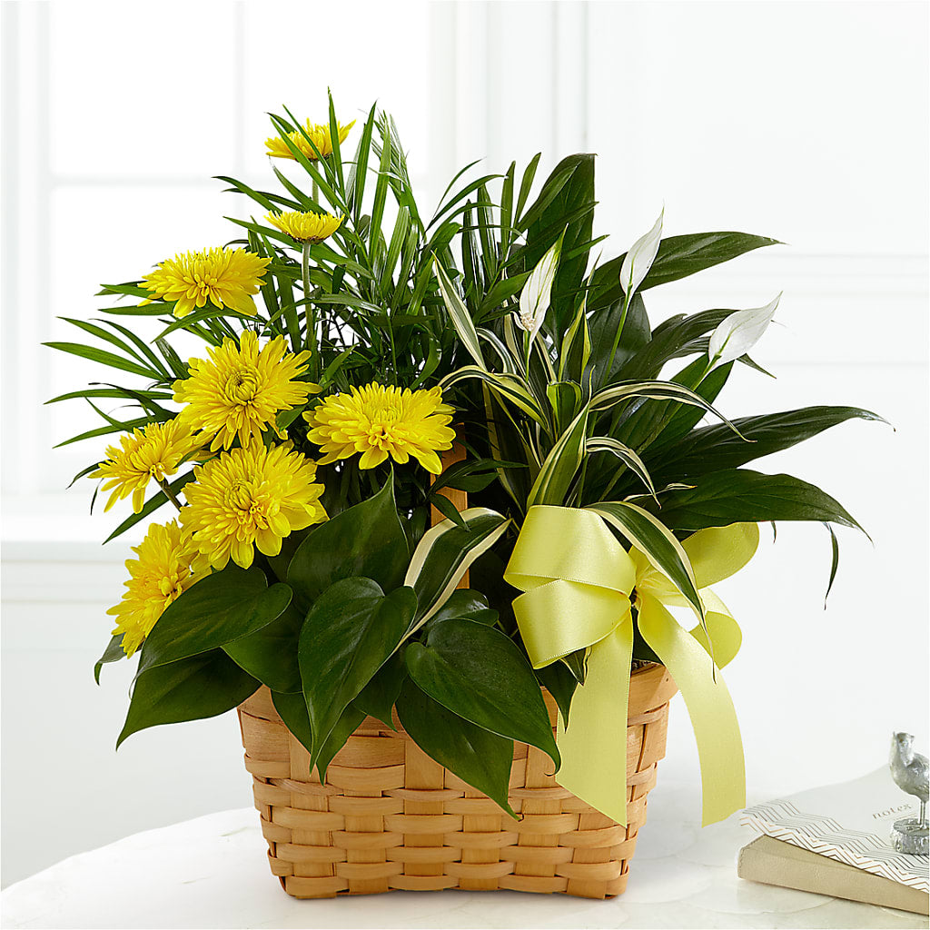 Loving Light Dishgarden – AIMEE'S FLOWERS, San Diego CA