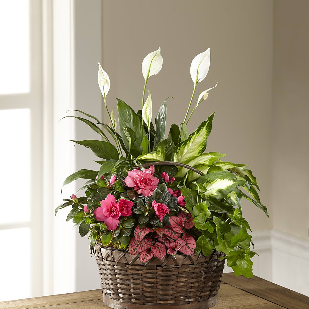 Dream in Pink Dishgarden – AIMEE'S FLOWERS, San Diego CA