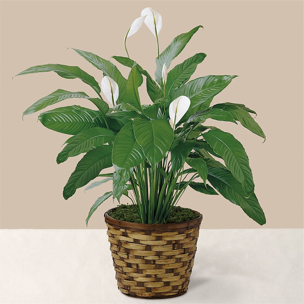 Tranquil Moments Peace Lily Plant – AIMEE'S FLOWERS, San Diego CA