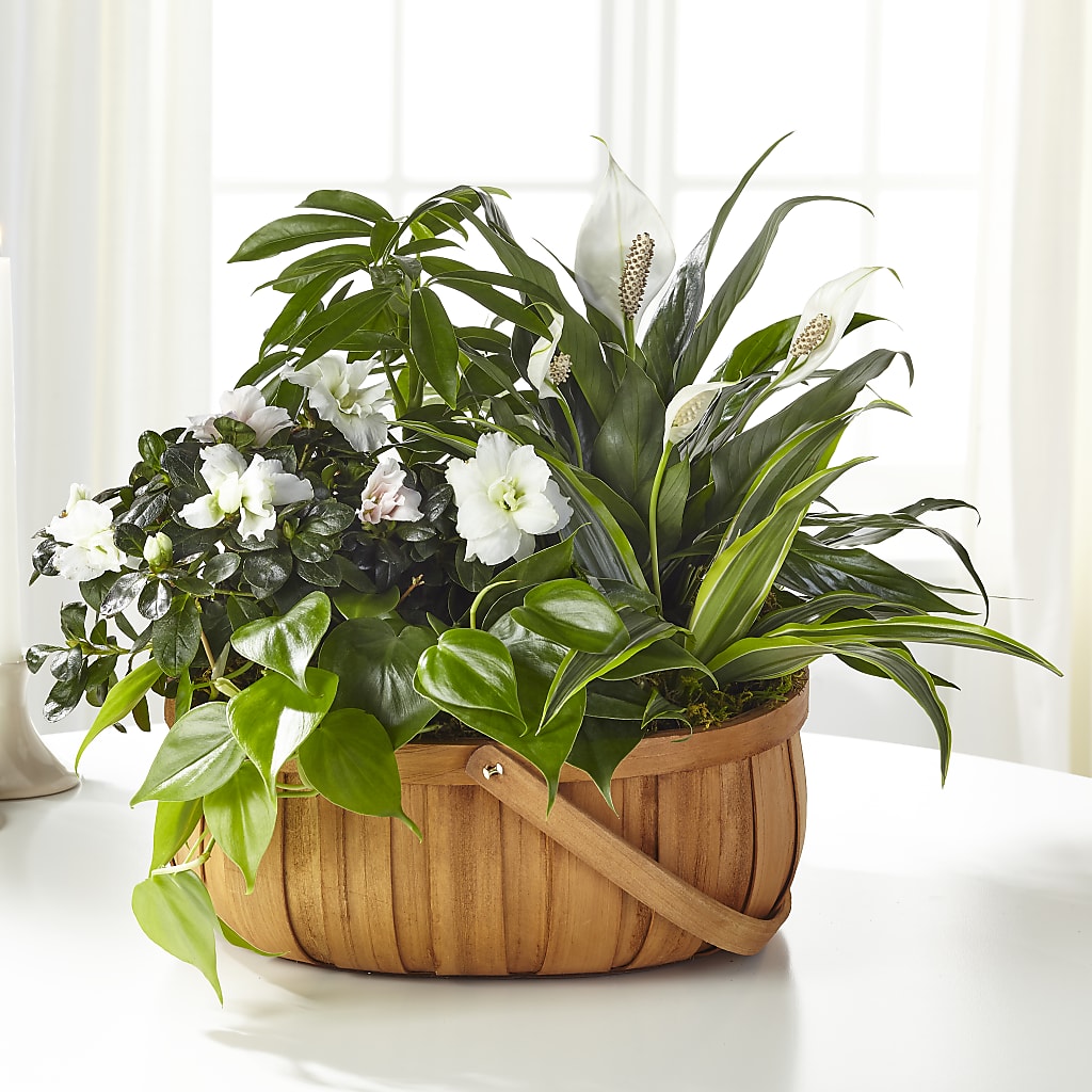 Serene Dishgarden – AIMEE'S FLOWERS, San Diego CA