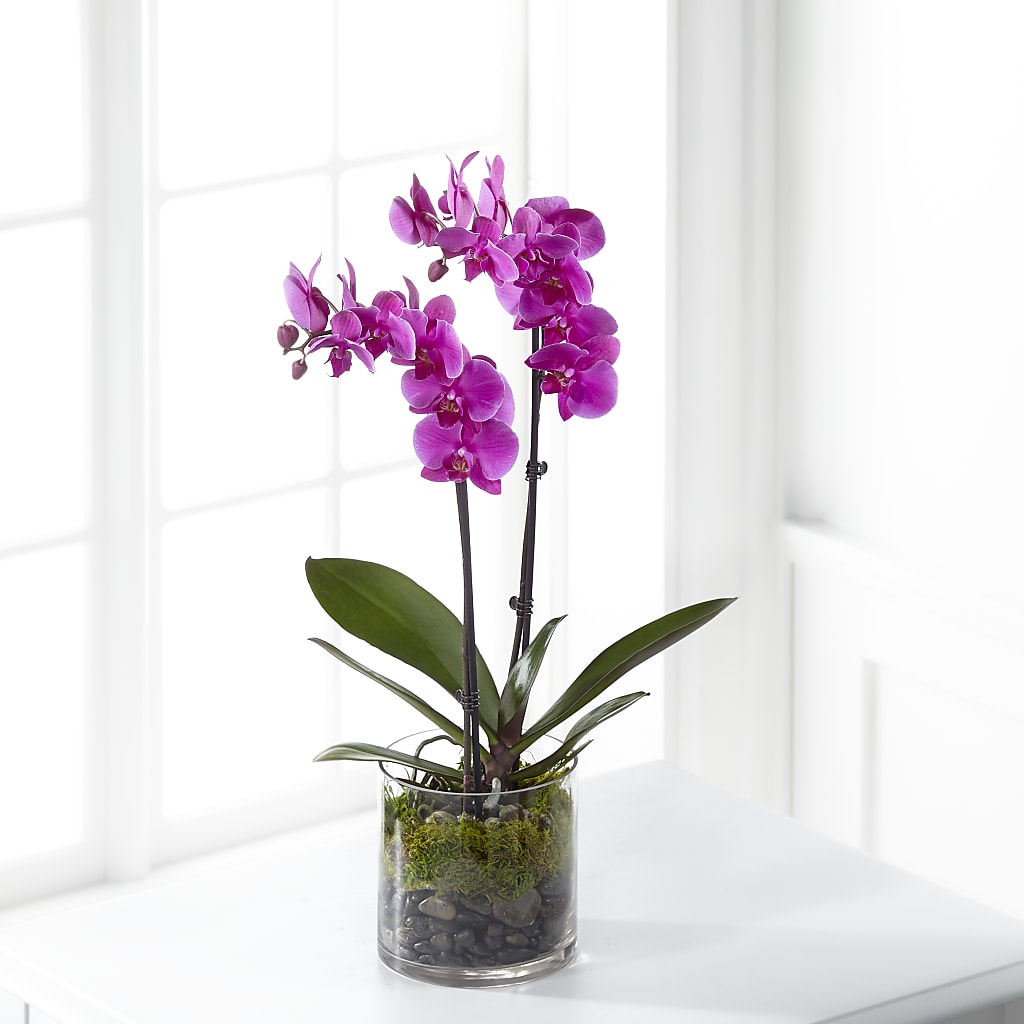 Pink Orchid Plant – AIMEE'S FLOWERS, San Diego CA