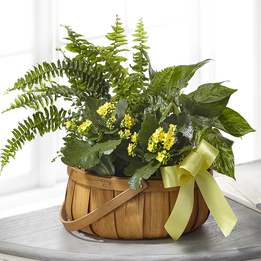 Always Dear Dishgarden – AIMEE'S FLOWERS, San Diego CA