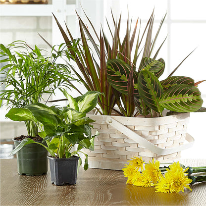 Florist Designed Blooming and Green Plants in a Basket – AIMEE'S FLOWERS, San Diego CA