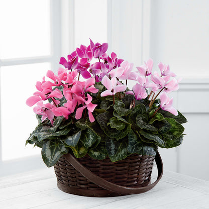 Mixed Cyclamen Planter – AIMEE'S FLOWERS, San Diego CA