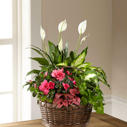 Dream in Pink Dishgarden – AIMEE'S FLOWERS, San Diego CA