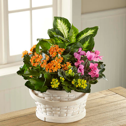 Color Crush Dishgarden – AIMEE'S FLOWERS, San Diego CA