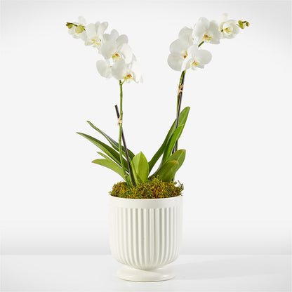 Whispering White Orchid – AIMEE'S FLOWERS, San Diego CA