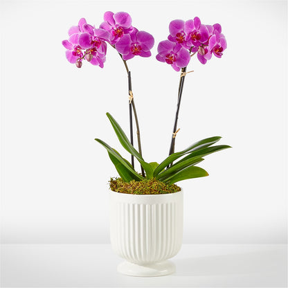 Friendly Fuchsia Orchid – AIMEE'S FLOWERS, San Diego CA