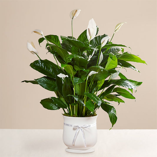 Comfort Planter – AIMEE'S FLOWERS, San Diego CA
