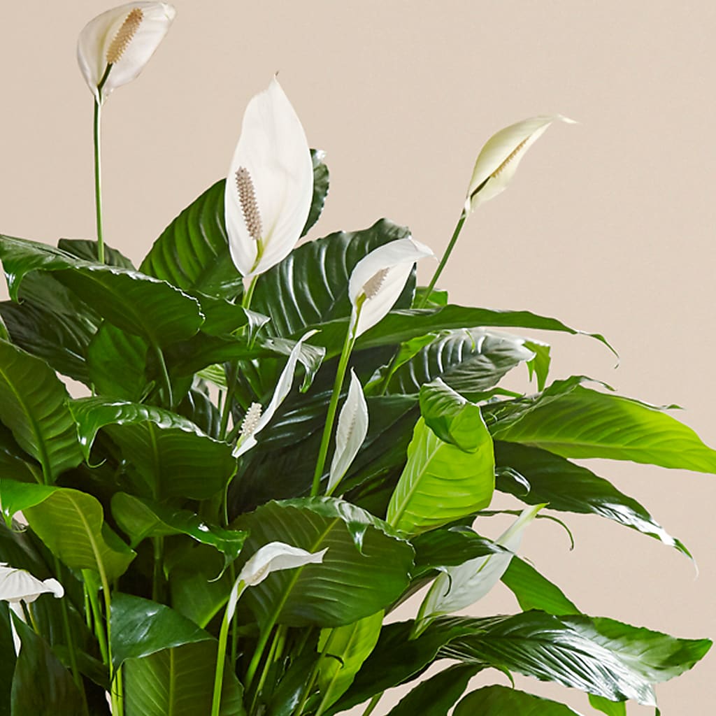 Comfort Planter – AIMEE'S FLOWERS, San Diego CA