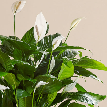 Comfort Planter – AIMEE'S FLOWERS, San Diego CA