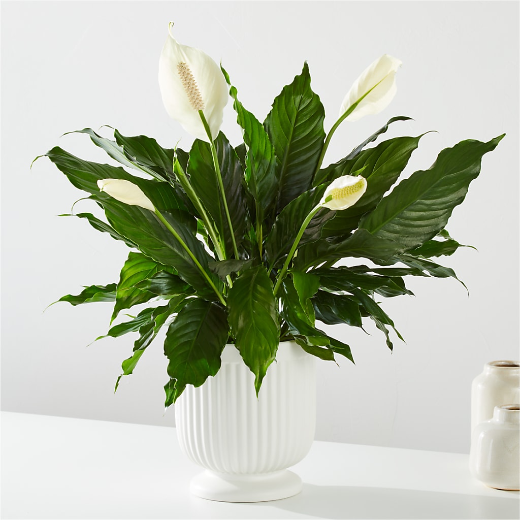 Comfort Planter – AIMEE'S FLOWERS, San Diego CA