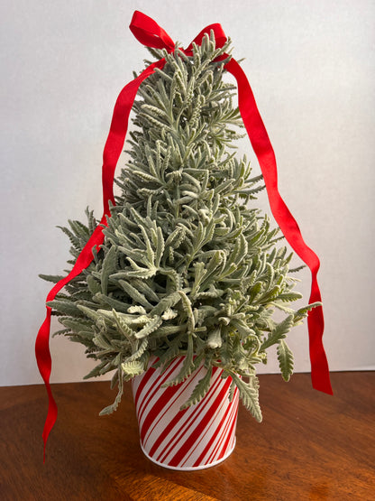 Lavender Christmas Tree – AIMEE'S FLOWERS, San Diego CA