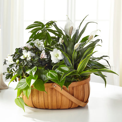 Serene Dishgarden – AIMEE'S FLOWERS, San Diego CA