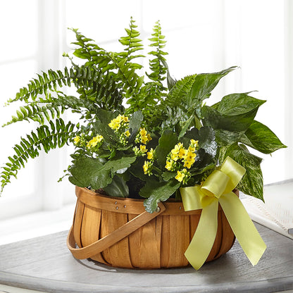 Always Dear Dishgarden – AIMEE'S FLOWERS, San Diego CA