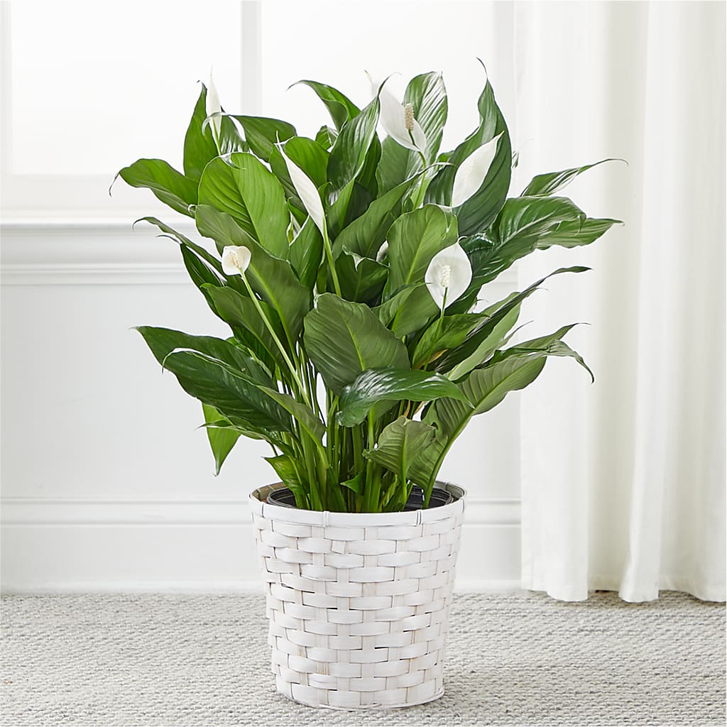 A New Leaf Peace Lily – AIMEE'S FLOWERS, San Diego CA