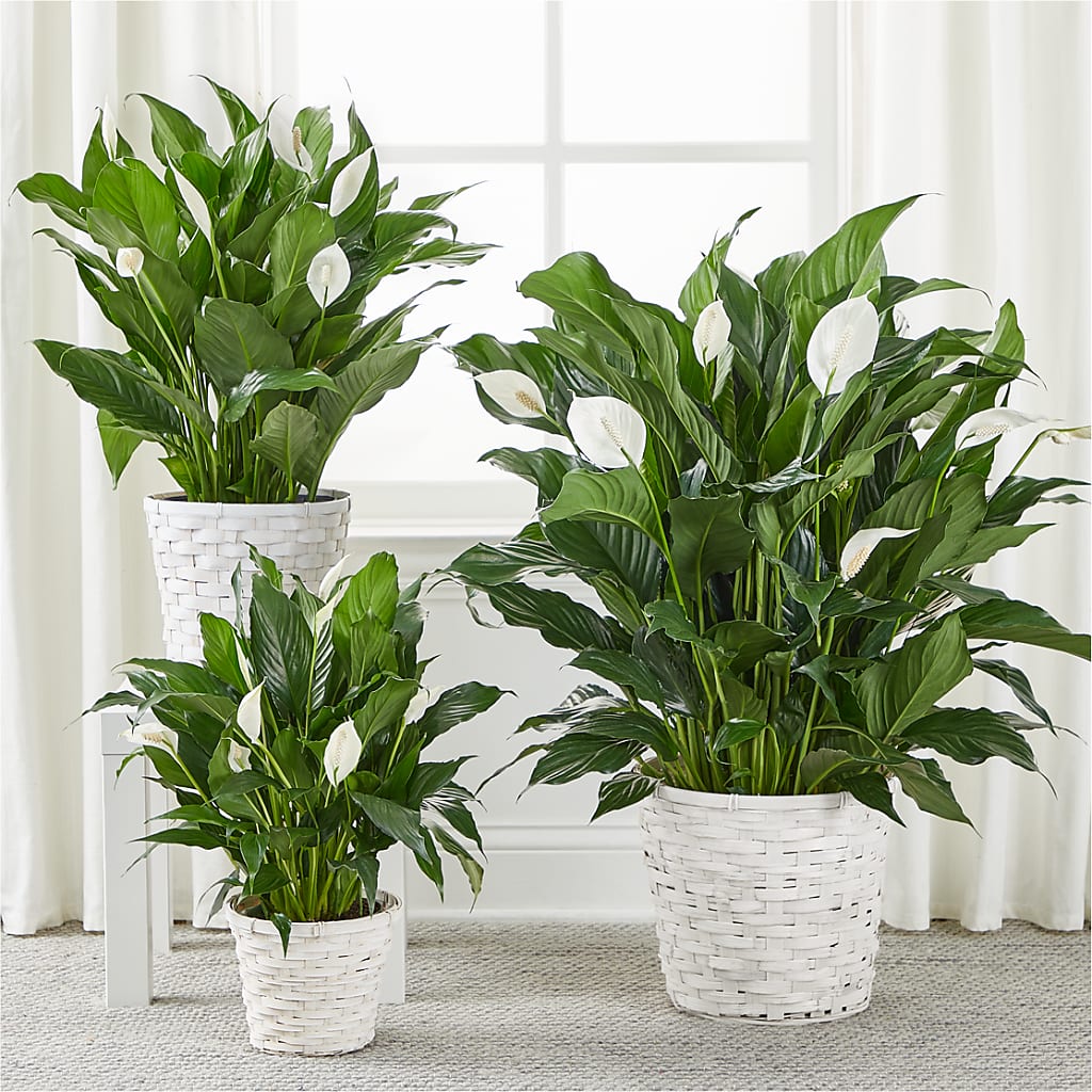 A New Leaf Peace Lily – AIMEE'S FLOWERS, San Diego CA